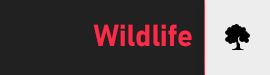 צפה בשידור חי - Wildlife Conservation (טבע)